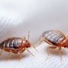 Desert Storm Pest Control gallery