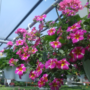 Eckert's Greenhouses & Perennials - Sterling Heights, MI