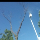 Stephensons Tree Service - Tree Service