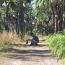 Collier Seminole State Park - State Parks