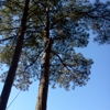 Thompson Tree Climbers and Landscape gallery