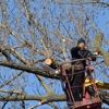 Fritz's Tree Service gallery
