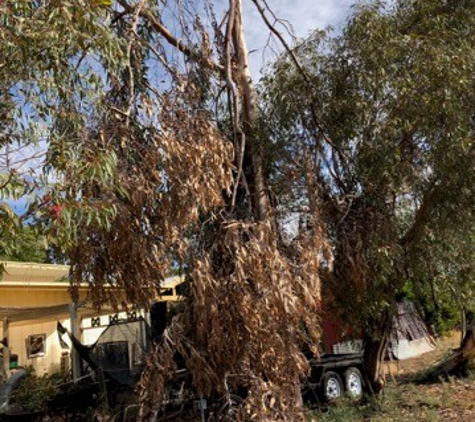 Mildura Tree Services - Mildura, VIC