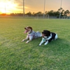 Boomerang Animal Rehabilitation Center gallery