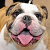 Orange County Pet Insurance gallery