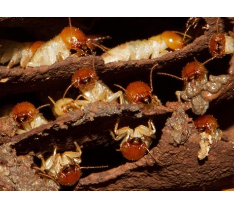 POD's Pest Control - Garbutt, QLD