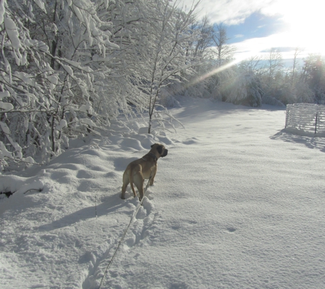 Country Paws Pet Boarding - New Durham, NH