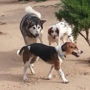 Dusty Dog Ranch Critter Care