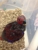 Paradise Fish and Pets - Dog & Cat Furnishings & Supplies