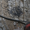General Pest Control gallery