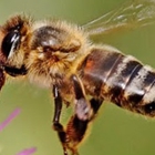 Bee Removal - Santa Barbara Bee Company