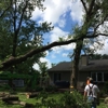 All Clear Tree Service gallery