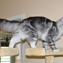 EuroCoons Maine Coon Cattery - Pet Breeders