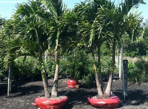 Treaure Coast Turf & Trees Inc - Vero Beach, FL