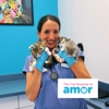 Amor Animal Hospital gallery