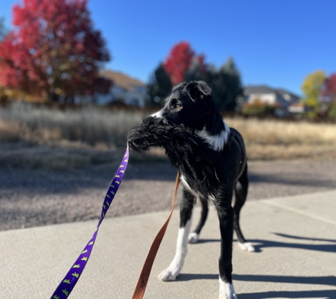 Cosmic Dog Training & Interspecies Learning - Lafayette, CO. Arrow