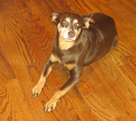 The Animal Clinic Of Kearney LLC - Kearney, MO. This picture was taken just a couple of weeks before her first dose of Ivermectin (POISON)