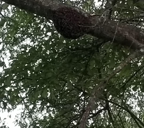 CC Honey Bee Removal - Picayune, MS. Bee hive 4500 bees