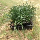 Rubio Nursery - Garden Centers