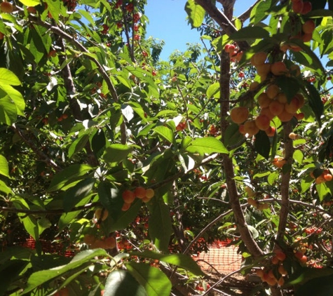 Villa Del Sol Sweet Cherry Farms - Leona Valley, CA