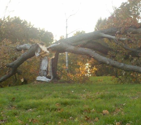 Avery Tree Service - Decatur, GA