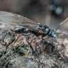 Grace Pest Management, Inc. gallery