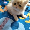 Perfect Persian Kittens For Sale In Texas gallery