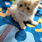 Perfect Persian Kittens For Sale In Texas