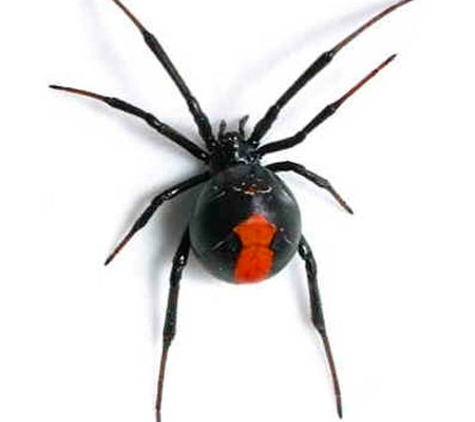 Armageddon Pest Control - Kambah, ACT