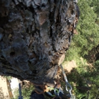 A & E Arborists Tree Care