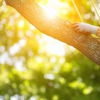Beach Tree Services Experts gallery