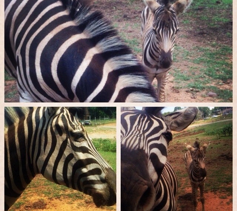 Circle G Ranch: Wild Animal Park & Camel Safari - Strawberry Plains, TN