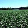 Spencer Farms Ag Chem Seed gallery