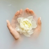 White Rose at San Clemente gallery