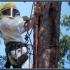 Tammany Tree Service gallery