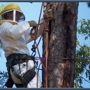 Tammany Tree Service