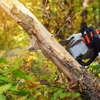 Beaver Tree Service gallery