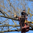 I.F Tree Services - Tree Service