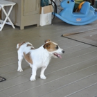 taylors jack russell puppie kennells