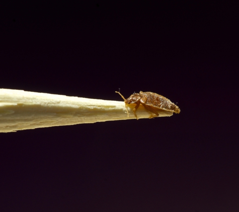 Bed Bug Free Exterminators - Cleveland, OH