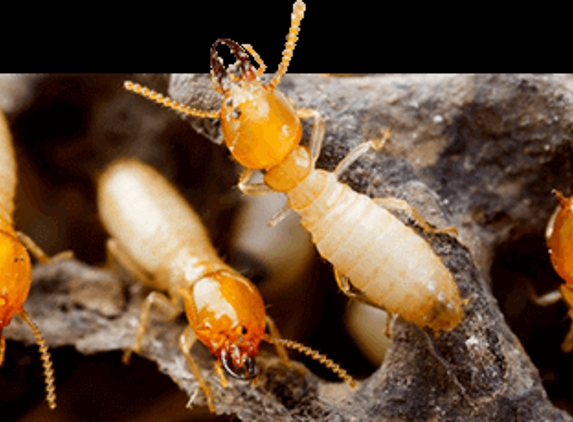 Heights Pest Control & Termite - Beachwood, OH. Termites