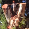 Central Valley Humble Tree Care gallery