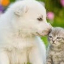 All Pets Animal Hospital LLC - A J Sprague DVM - Pet Stores