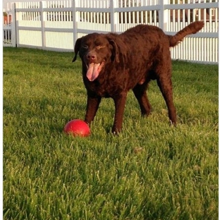 Canine Country Club - Queenstown, MD