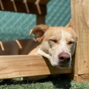 Wagmore Canine Enrichment - Dog Training