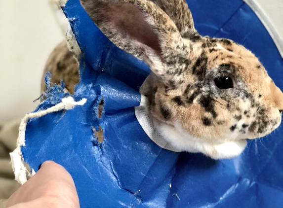 Arbor View Animal Hospital - Valparaiso, IN. The cone they recommended was extra & he was able to chew it