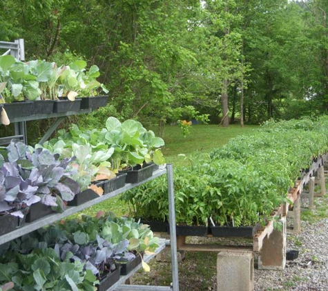 From the Ground Up - New Market, TN. Ooodles of locally-grown young spring vegetable plantings.  VERY wide variety of tomato breeds from which to select.