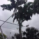 Central Florida Tree Master - Arborists