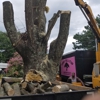 Brown's Tree & Stump Experts gallery