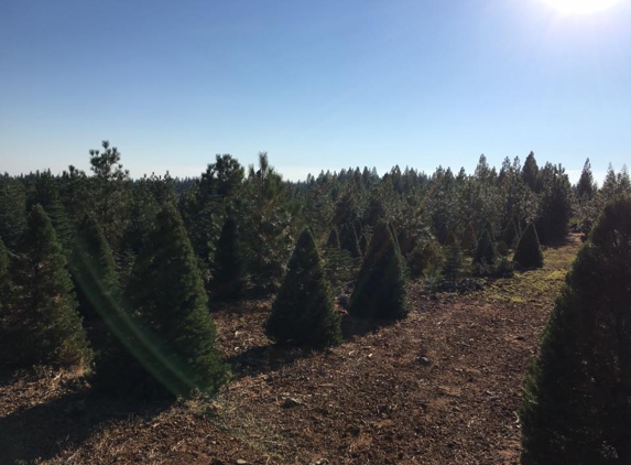 Brent's Christmas Trees - Oakland, CA